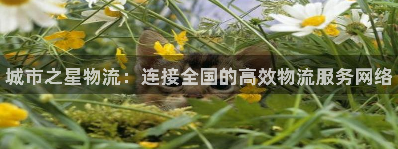 ,优游国际人头费：城市之星物流：连接